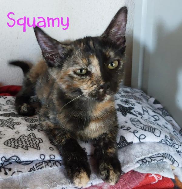 Sweety, Sonya, Vicky & Squamy Foto 3